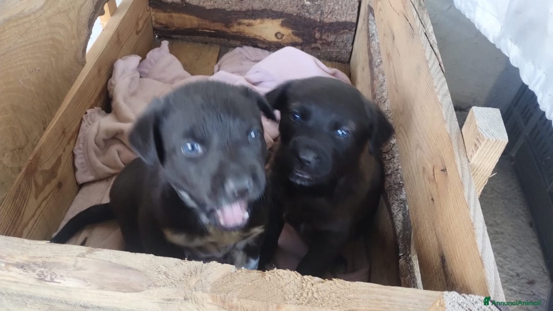 Meticcio cani in regalo: 2 cuccioli meticci neri - Annuncio 2