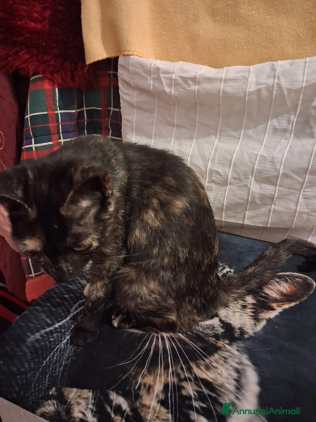 Europeo gatti in regalo: Cuccioli di gatto  - Annuncio 2