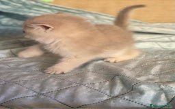 Scottish gatti in vendita: Scottish Straight - Annuncio 4