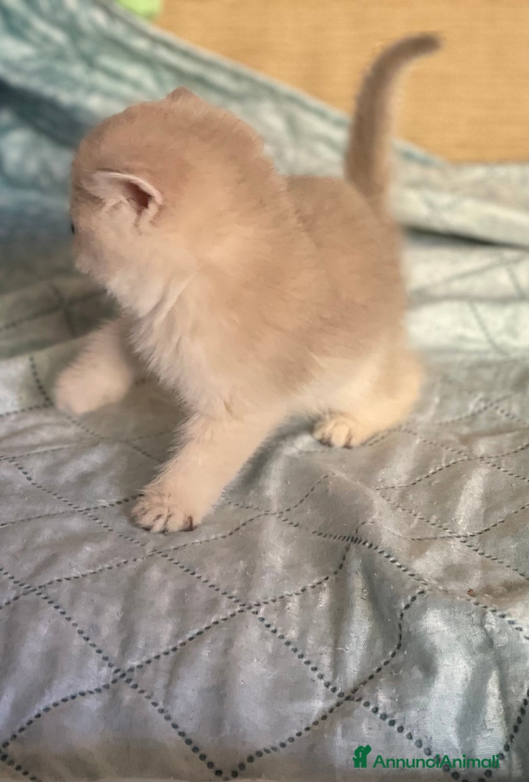 Scottish gatti in vendita: Scottish Straight - Annuncio 4