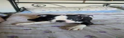 Boston Terrier cani in vendita: Cucciolo Boston Terrier - Annuncio 3
