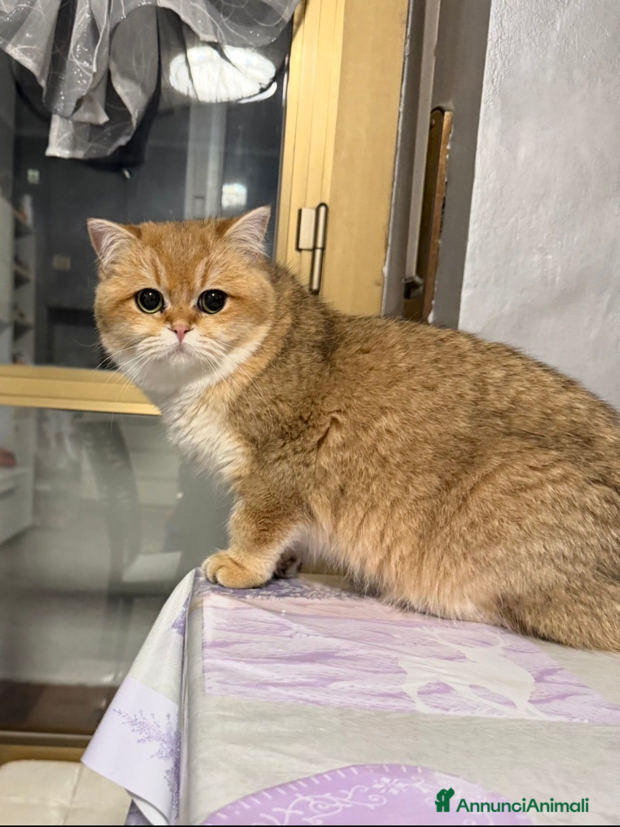 British gatti British Golden  - Annuncio 1