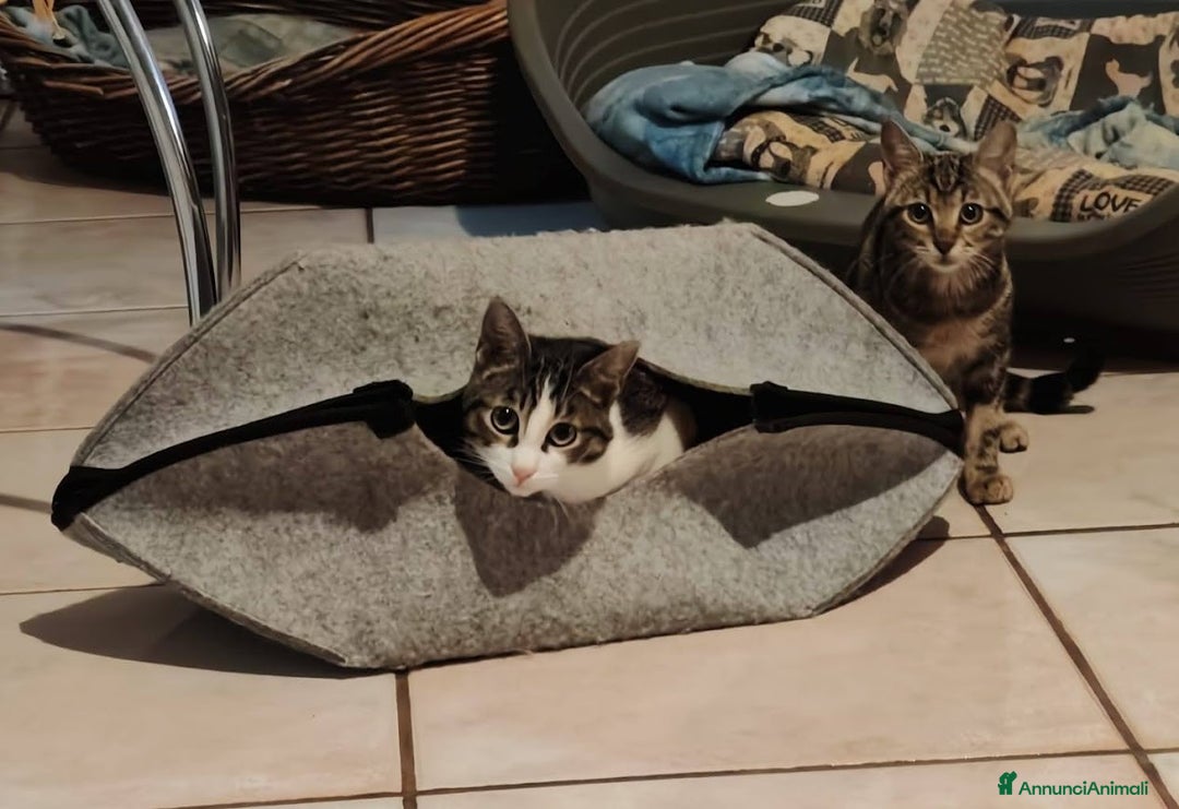 Europeo gatti in regalo: PICCOLO CONNOR 5 MESI DI DOLCEZZA - Annuncio 2