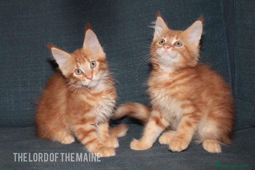 Immagine della galleria {{count}}