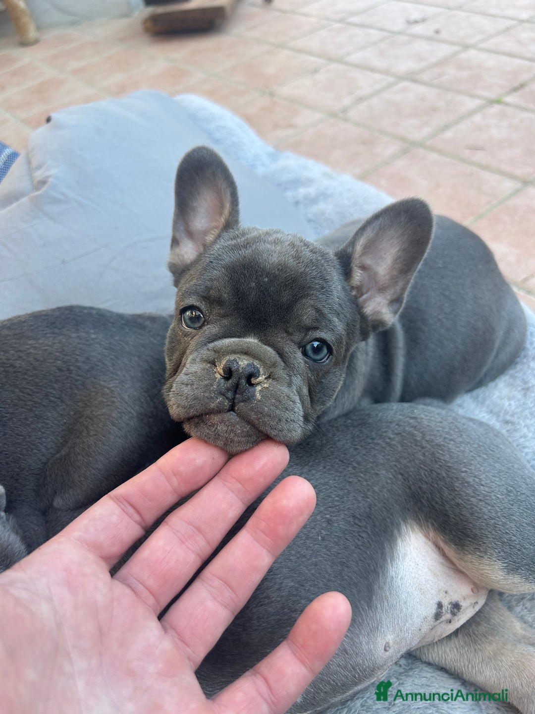 Bulldog Francese cani in vendita: Bulldog francese - Annuncio 4