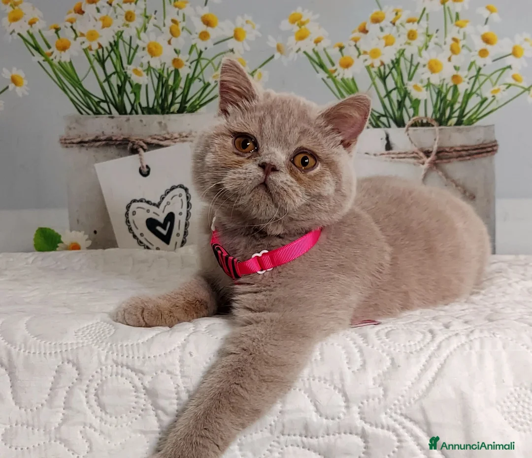 British gatti in vendita: British Shorthair Kuma  - Annuncio 2