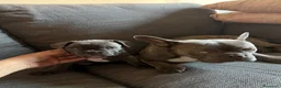 Bulldog Francese cani in vendita: Cucciola Bulldog Francese lilac – prima scelta - Annuncio 3