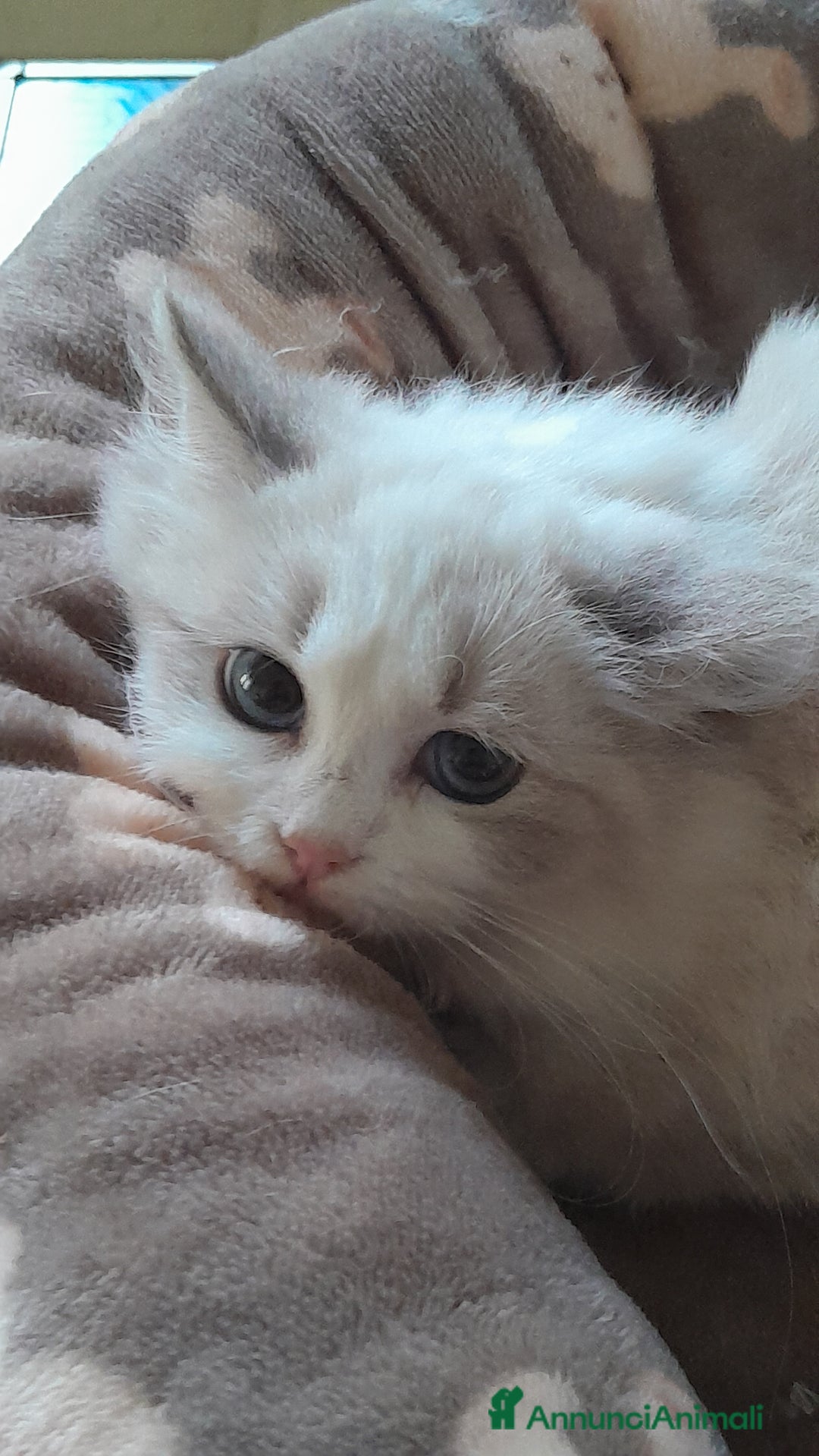 Ragdoll gatti in vendita: Ragdoll femmina  - Annuncio 3