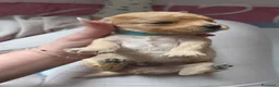 Barboncino Toy cani in vendita: Barboncini toy/nano - Annuncio 4