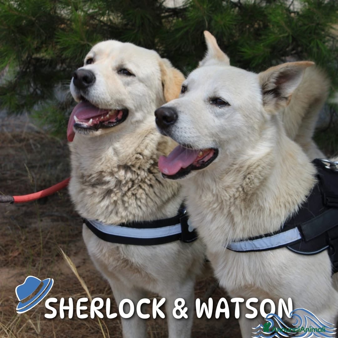 Meticcio cani SHERLOCK & WATSON 💙 CASA È DOVE SIAMO INSIEME  - Annuncio 28