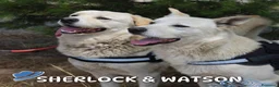 Meticcio cani in regalo: SHERLOCK & WATSON 💙 CASA È DOVE SIAMO INSIEME  a Città Metropolitana di Firenze - Annuncio 1