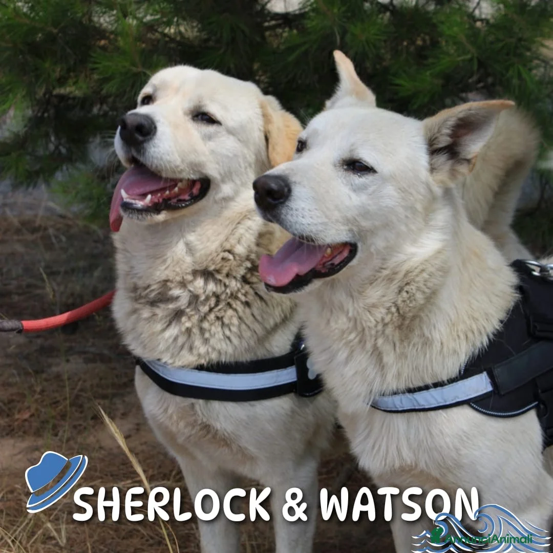 Meticcio cani in regalo: SHERLOCK & WATSON 💙 CASA È DOVE SIAMO INSIEME  a Città Metropolitana di Firenze - Annuncio 1