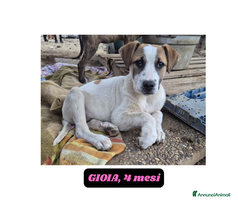 Meticcio cani 10 cuccioli 2mesi MOLLATI NEL MIO TERRENO!CATANIA! - Annuncio 1