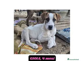 Meticcio cani 10 cuccioli 2mesi MOLLATI NEL MIO TERRENO!CATANIA! - Annuncio 1