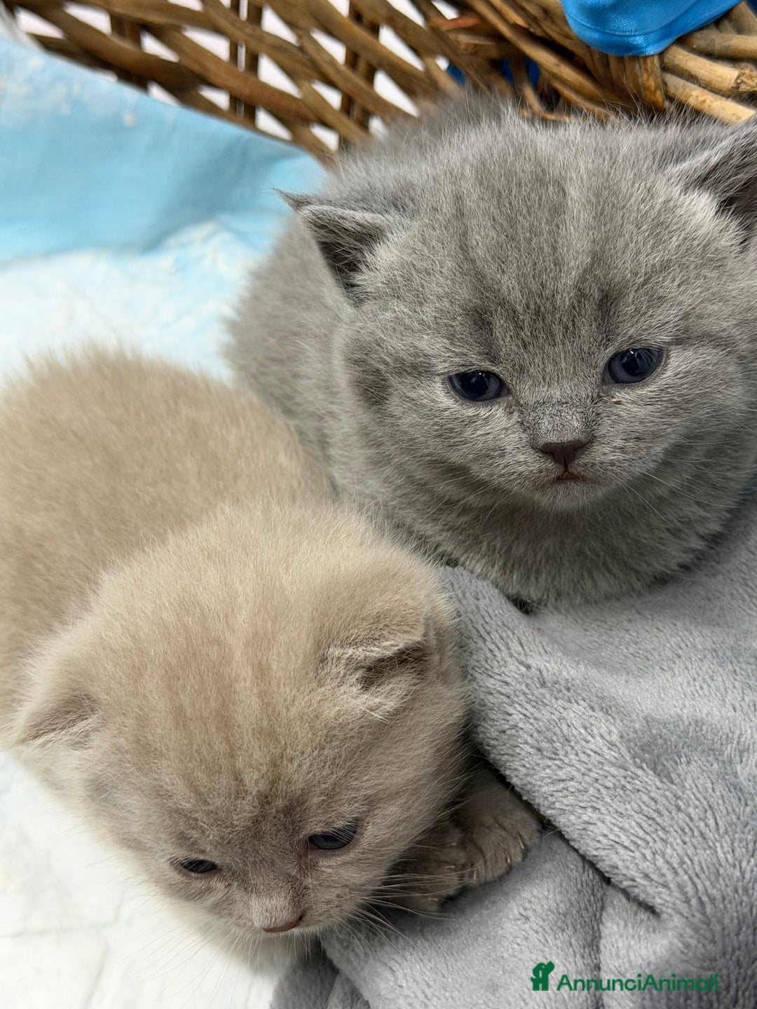 Scottish gatti in vendita: Scottish fold e Straight lilac e blue - Annuncio 5