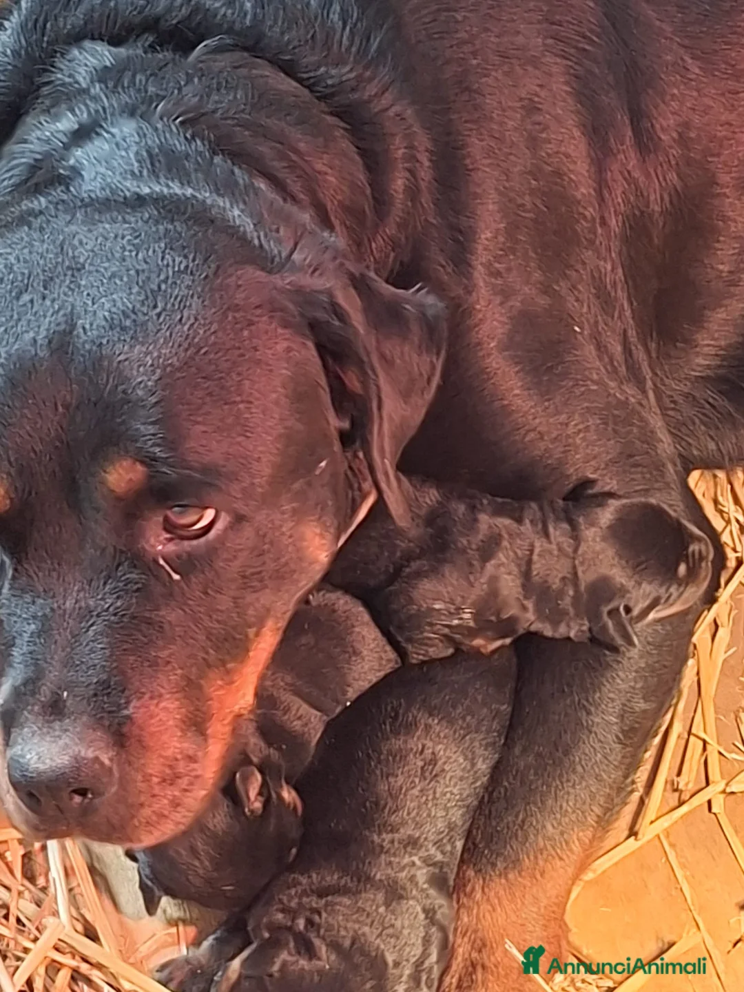 Rottweiler cani in vendita: Cuccioli di Rottweiler  - Annuncio 1