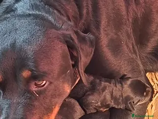 Rottweiler cani Cuccioli di Rottweiler - Annuncio 1