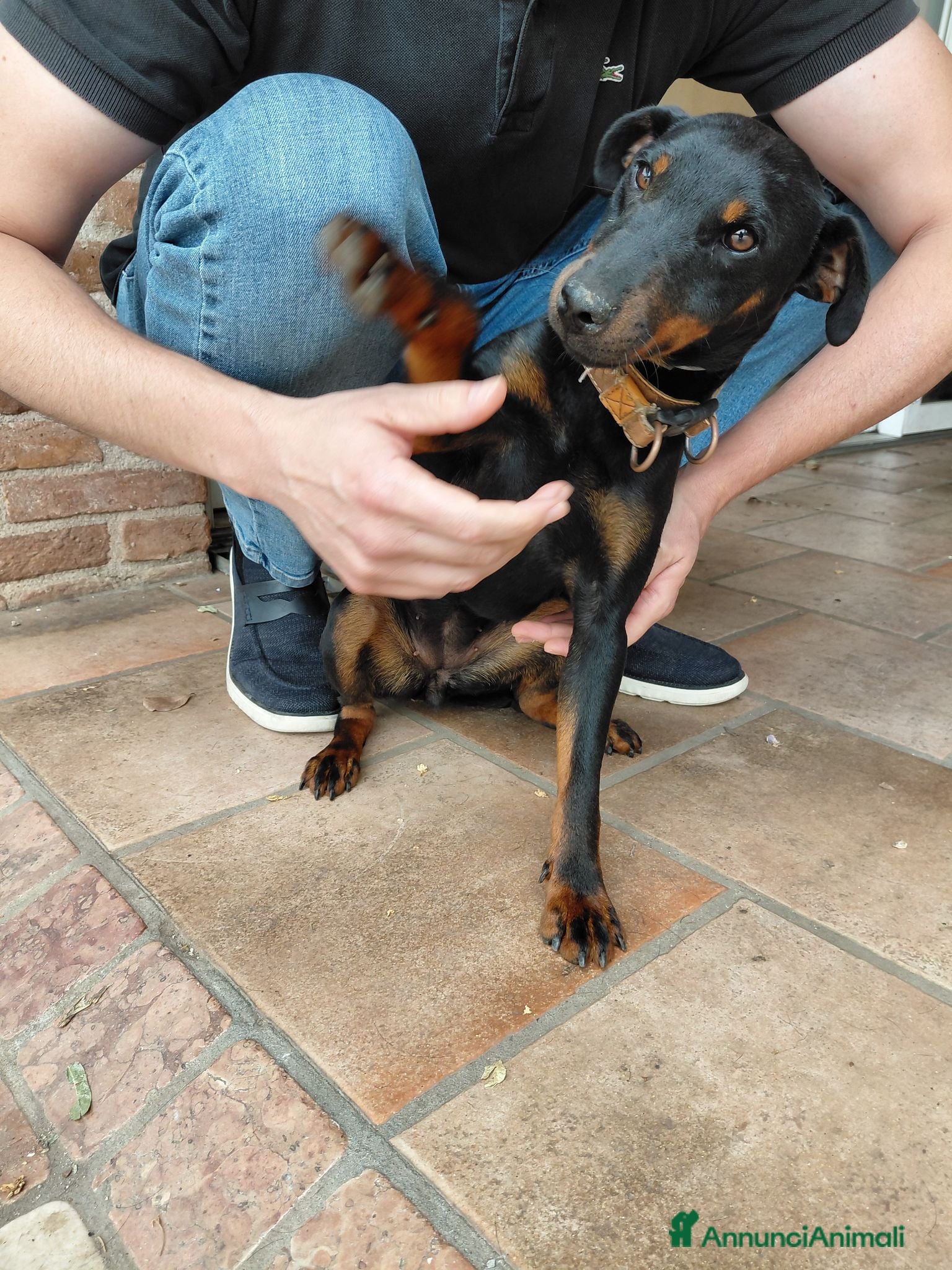 Jagdterrier cani Femmina di Jagdterrier  - Annuncio 6