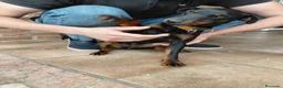 Jagdterrier cani in vendita: Femmina di Jagdterrier  a Provincia di Treviso - Annuncio 1