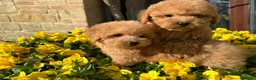 Barboncino Toy cani in vendita: Barboncino toy - Annuncio 5