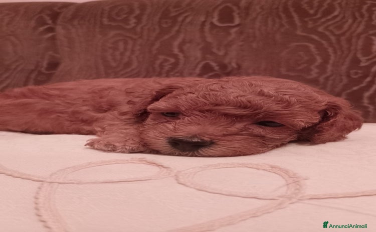 Barboncino Toy cani a Provincia di Lecce - Annuncio 13