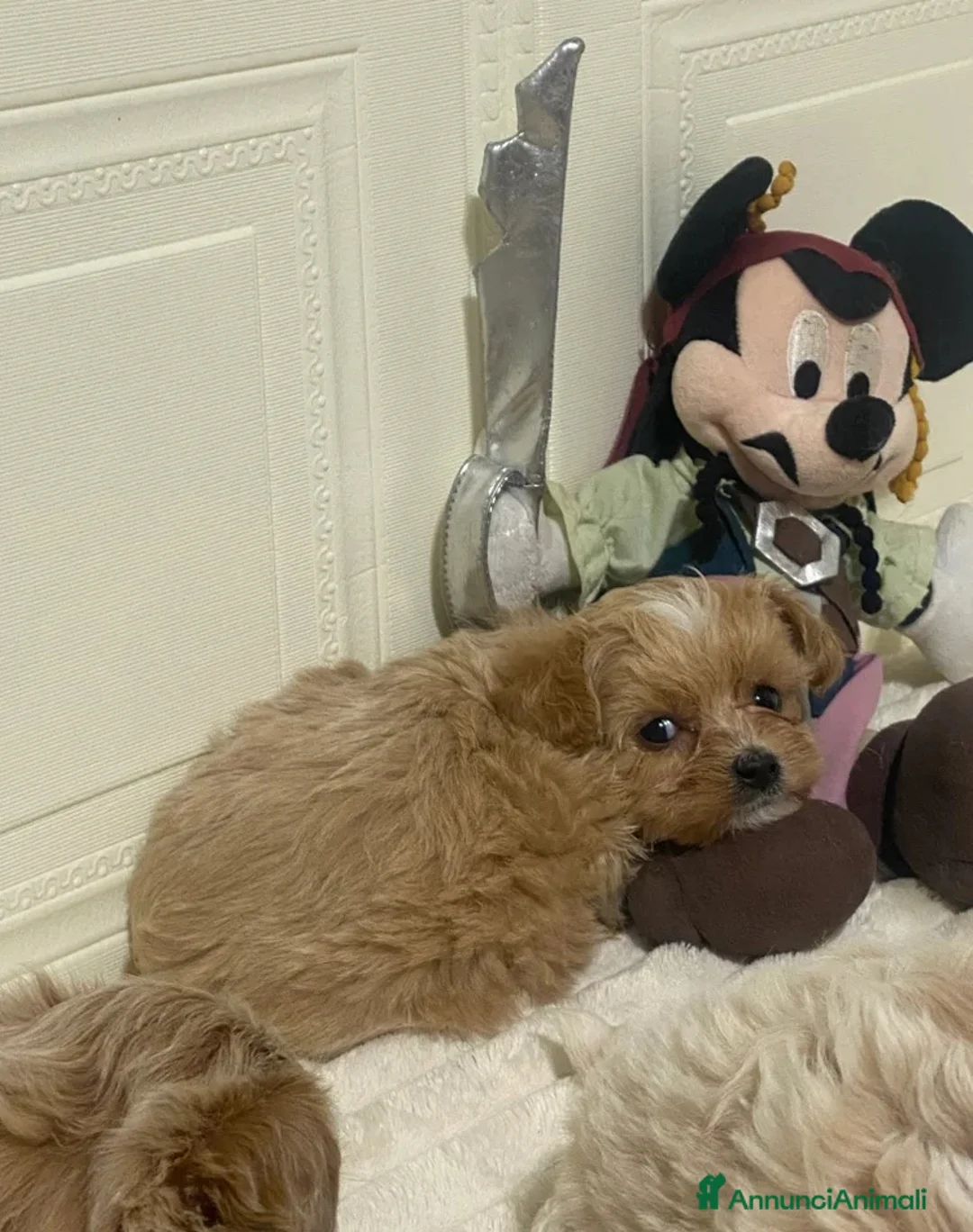 Maltipoo cani in vendita: 🩷3 splendidi cuccioli di Maltipoo🩷 - Annuncio 8