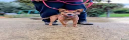 Meticcio cani in regalo: LAIKA CUCCIOLA DI TAGLIA PICCOLA CERCA CASA - Annuncio 4