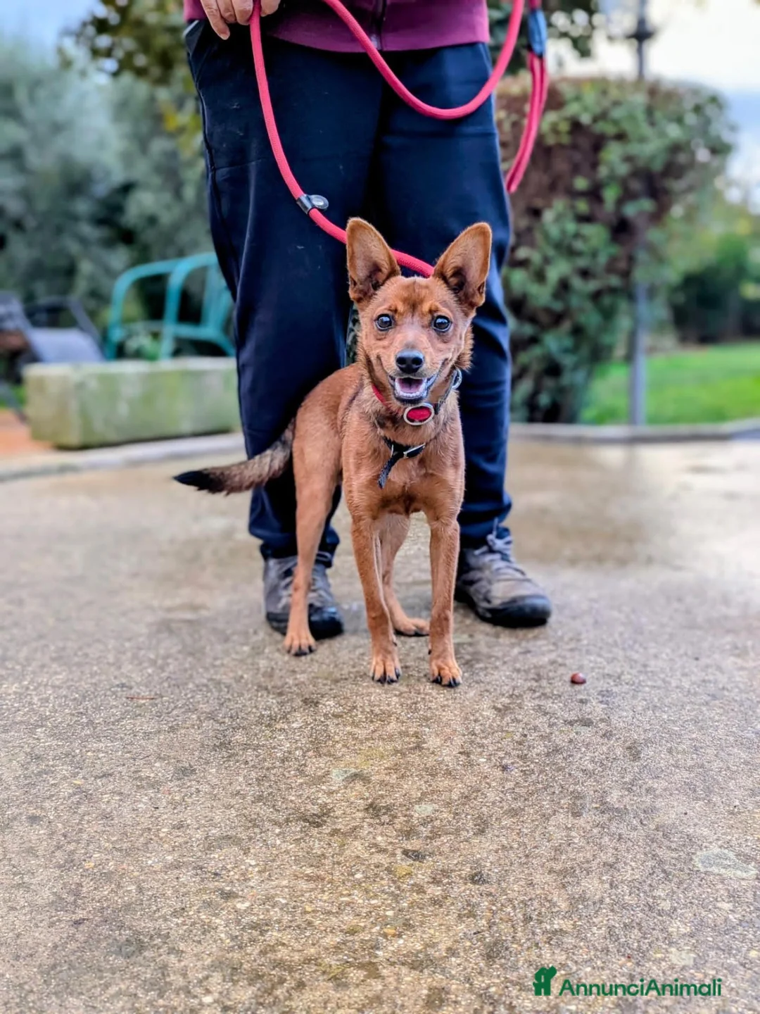 Meticcio cani in regalo: LAIKA CUCCIOLA DI TAGLIA PICCOLA CERCA CASA - Annuncio 4