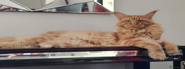 Magnus