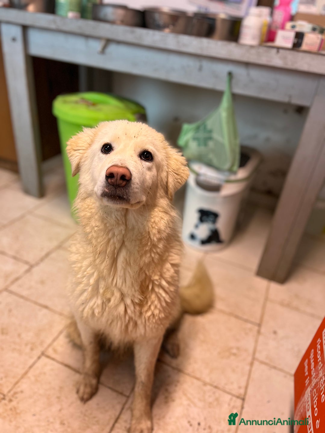 Pastore Maremmano cani in regalo: Cucciola sette mesi - Annuncio 6