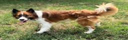 Meticcio cani in regalo: CHARLIE BORDER COLLIE - Annuncio 10