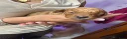 Barboncino Toy cani in vendita: Cucciolata barboncini  a Città metropolitana di Roma Capitale - Annuncio 3