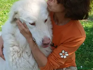 Meticcio cani IL DOLCE FULVIO HA BISOGNO DI UNA MAMMA - Annuncio 33