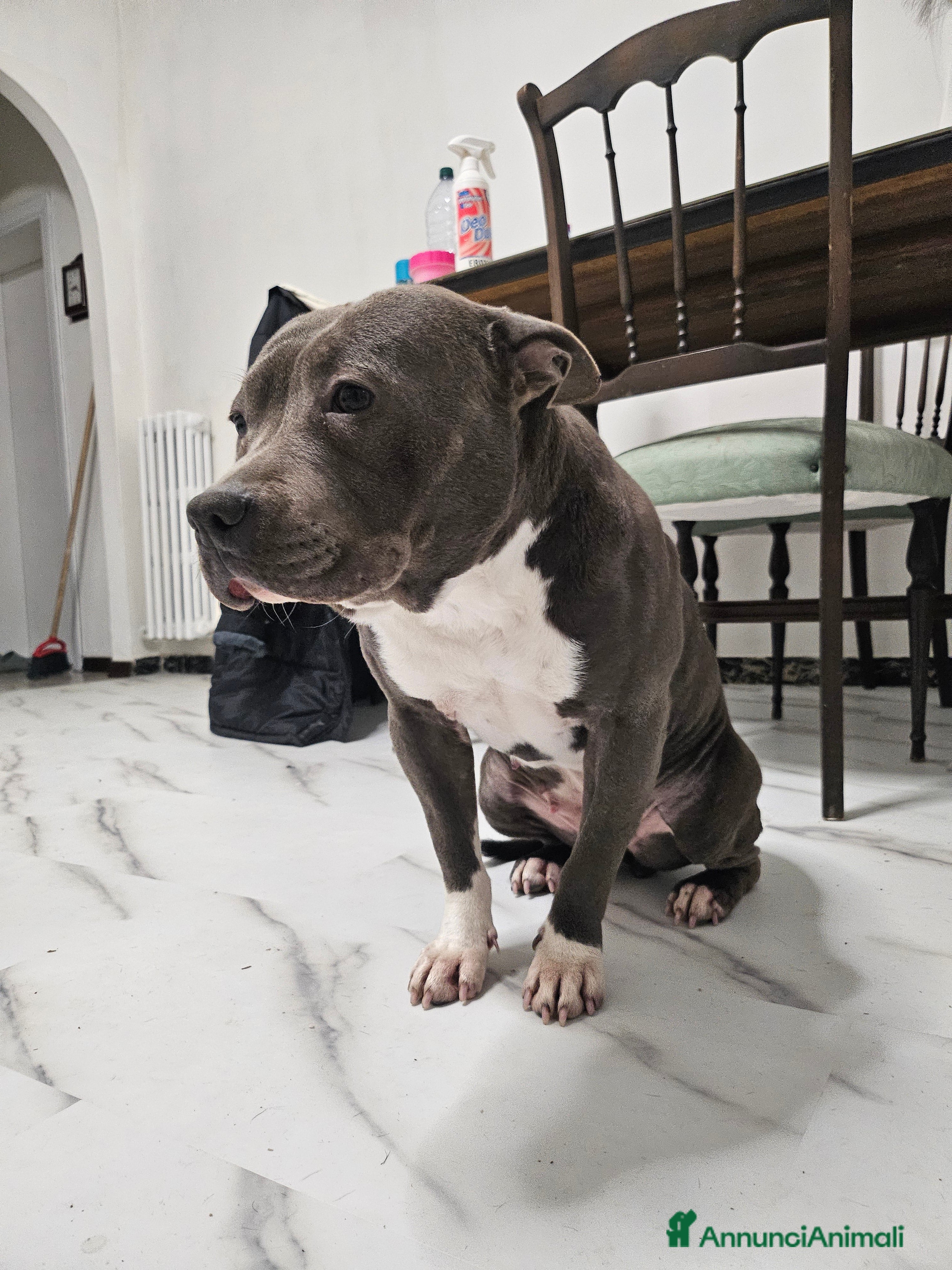 American Staffordshire cani Amstaff  - Annuncio 1