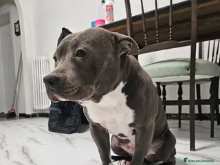 American Staffordshire cani Amstaff - Annuncio 3