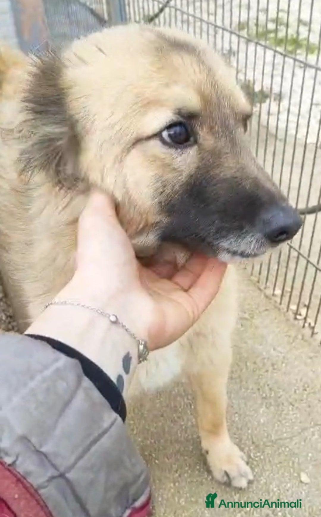 Meticcio cani in regalo: 2amici di box 3anni meravigliosi BARI SOS CASA a Città metropolitana di Milano - Annuncio 8