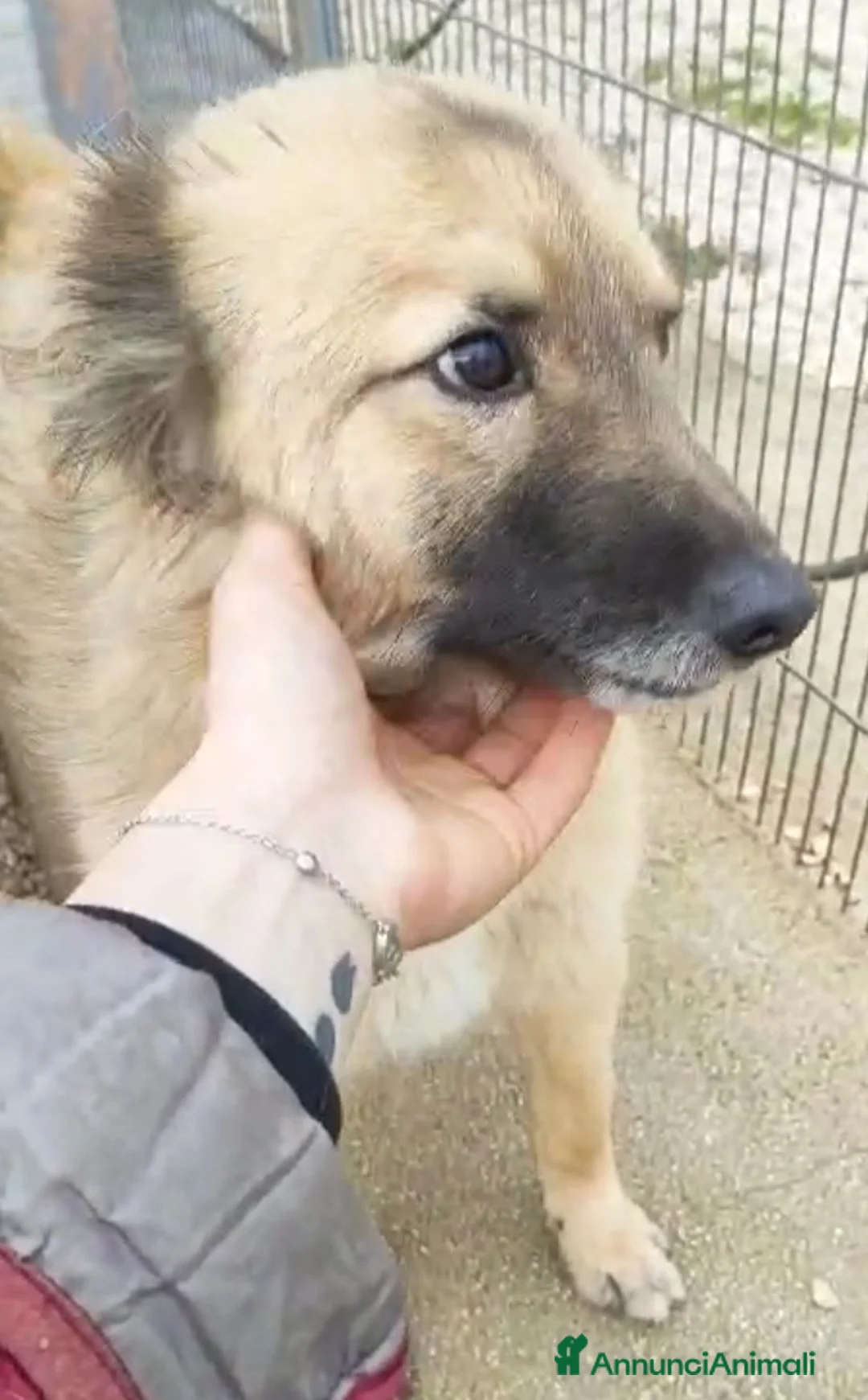 Meticcio cani in regalo: 2amici di box 3anni meravigliosi BARI SOS CASA a Città metropolitana di Milano - Annuncio 8