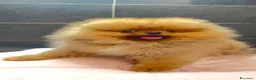 Spitz cani in vendita: Spitz Pomerania nano  - Annuncio 6