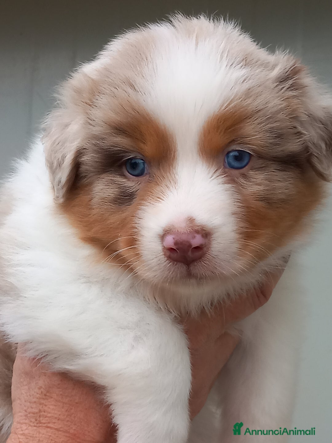 Australian Shepherd cani in vendita: Cuccioli pastore australiano  - Annuncio 4