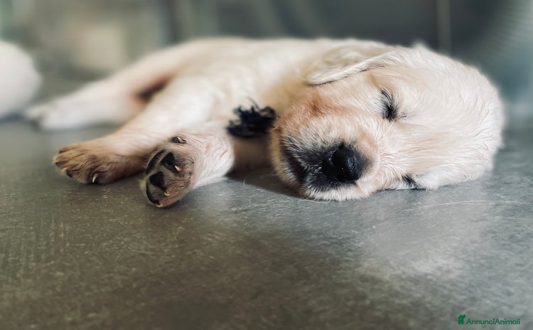 Golden Retriever cani a Provincia di Padova - Annuncio 1