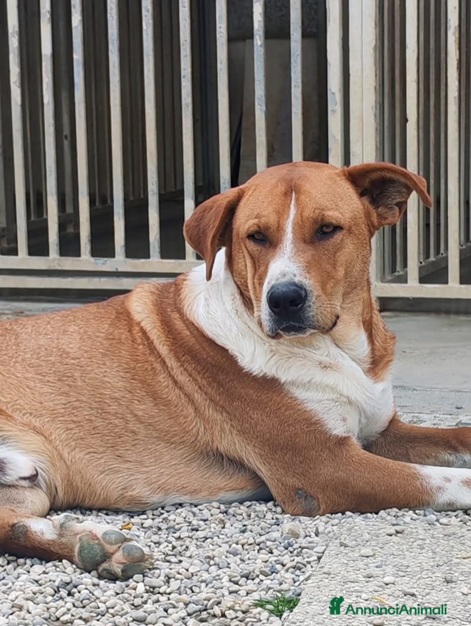 Meticcio cani Adotta IRON - Annuncio 17