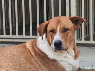 Meticcio cani Adotta IRON - Annuncio 30