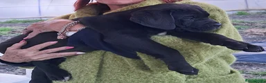 Cane Corso 1