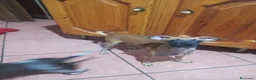 Meticcio cani in vendita: Similpinscher Jerry a Provincia di Prato - Annuncio 7