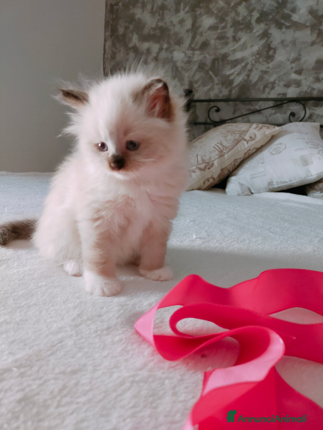 Siberiano gatti in vendita: Cuccioli Neva Masquerade disponibili  a Città Metropolitana di Torino - Immagine 1