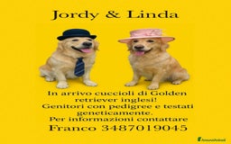 Golden Retriever cani in vendita: Golden retriever  a Provincia di Pavia - Immagine 1