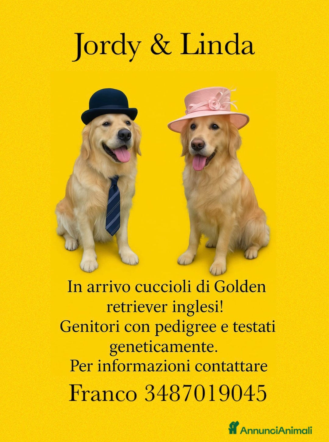 Golden Retriever cani in vendita: Golden retriever  a Provincia di Pavia - Immagine 1