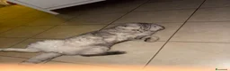 Scottish gatti per accoppiamento: scottish fold per accoppiamento  a Città metropolitana di Milano - Annuncio 3