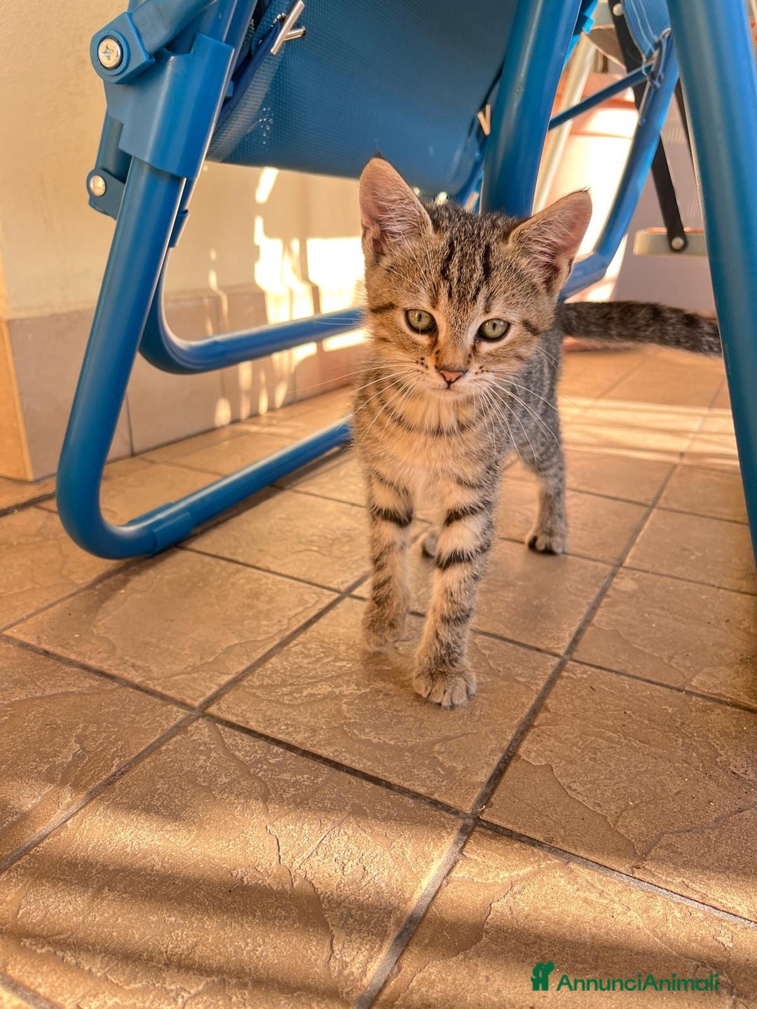 Europeo gatti in regalo: 3 gattini di 2 mesi e mezzo - Annuncio 5