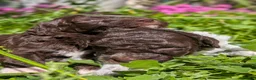 Lagotto cani in vendita: Cuccioli di Lagotto romagnolo con pedigree - Annuncio 6